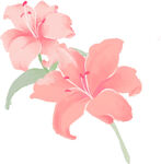 PNG免扣花朵