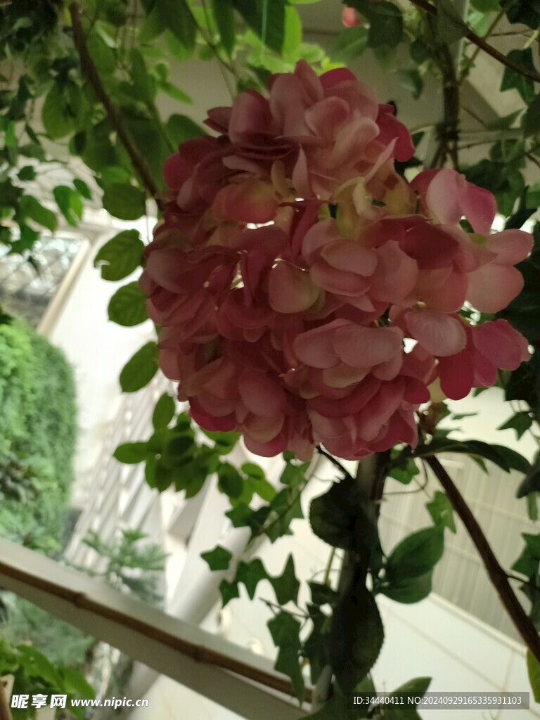 绣球花