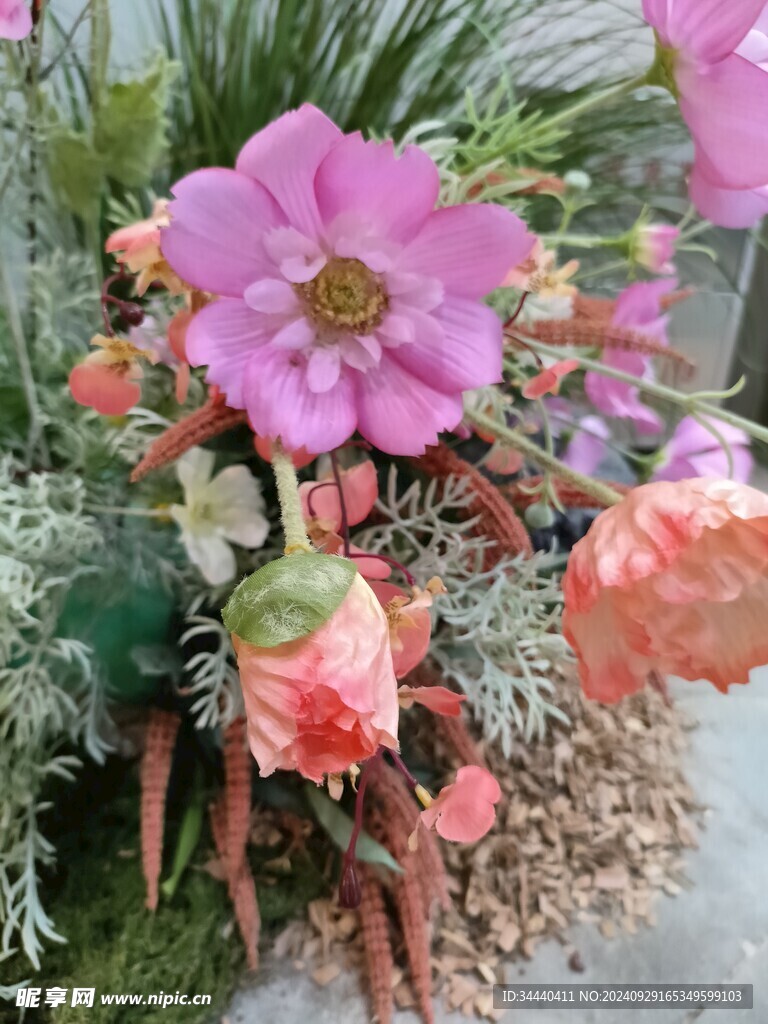 单瓣太阳花