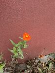 百日菊