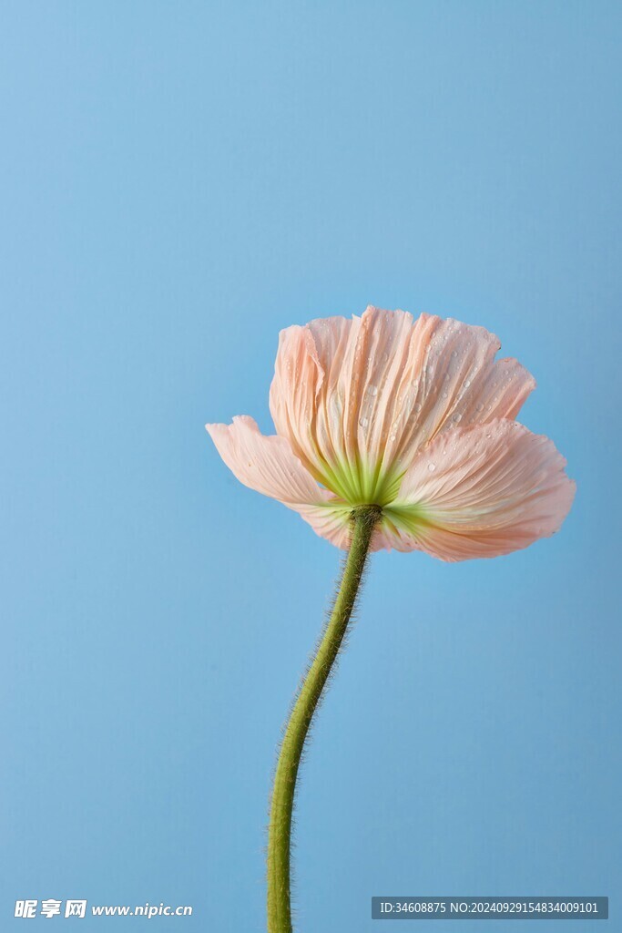 花朵