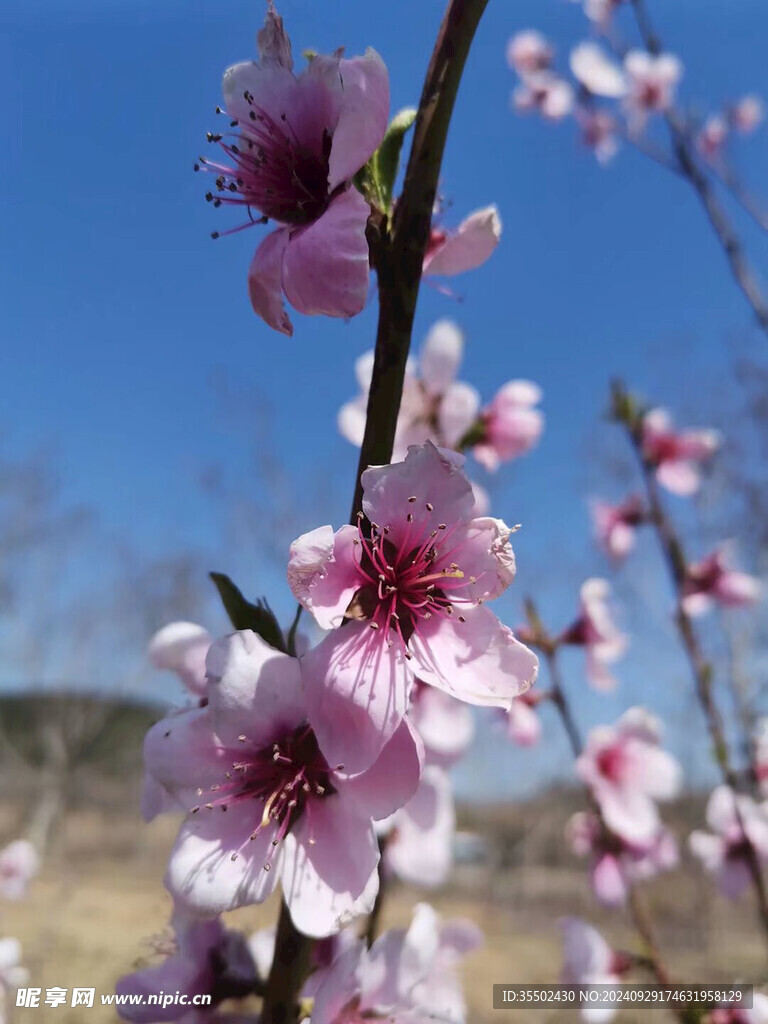 桃花