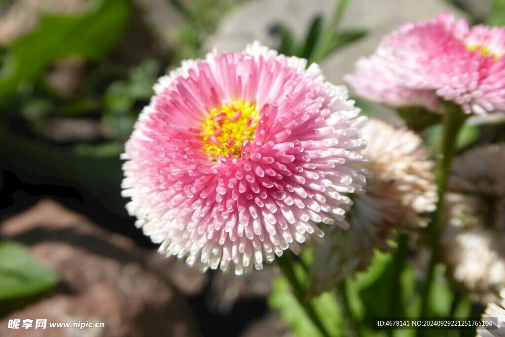 绒球小雏菊