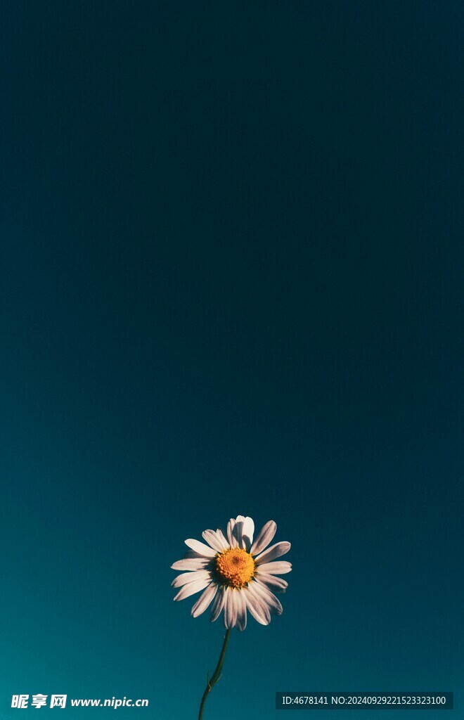 小雏菊图片