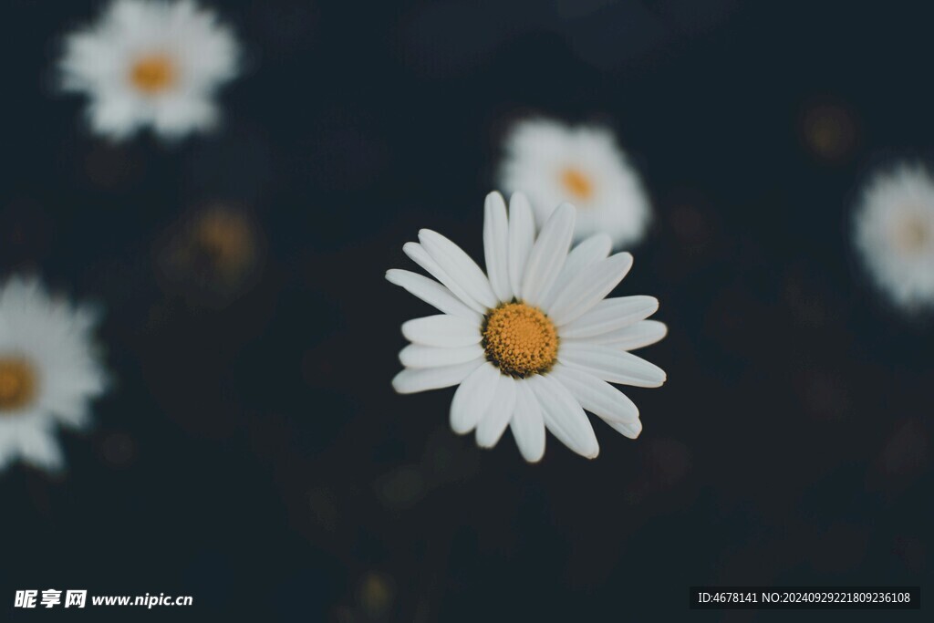 小雏菊图片