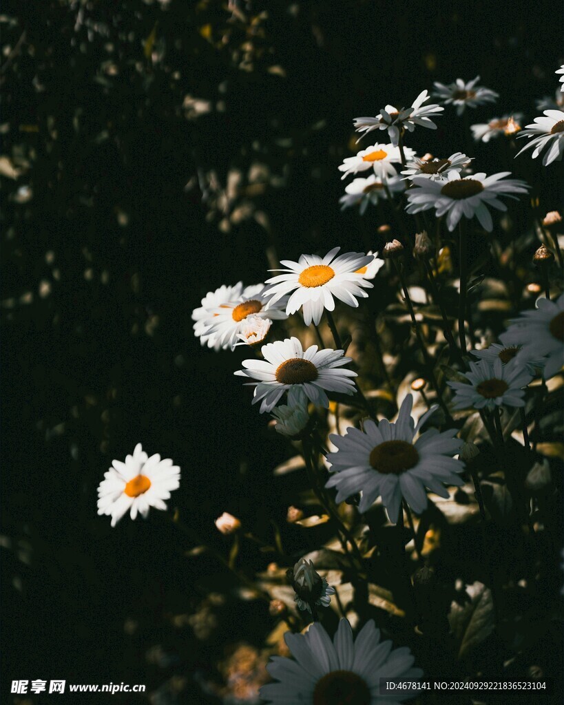 小雏菊图片