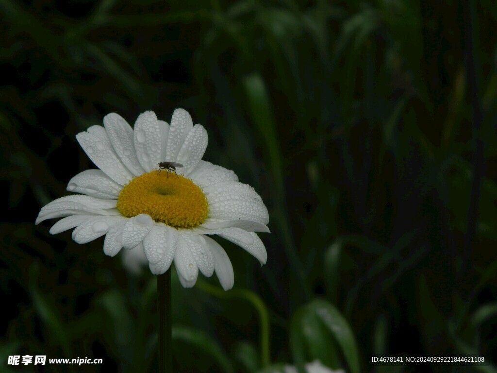 小雏菊图片