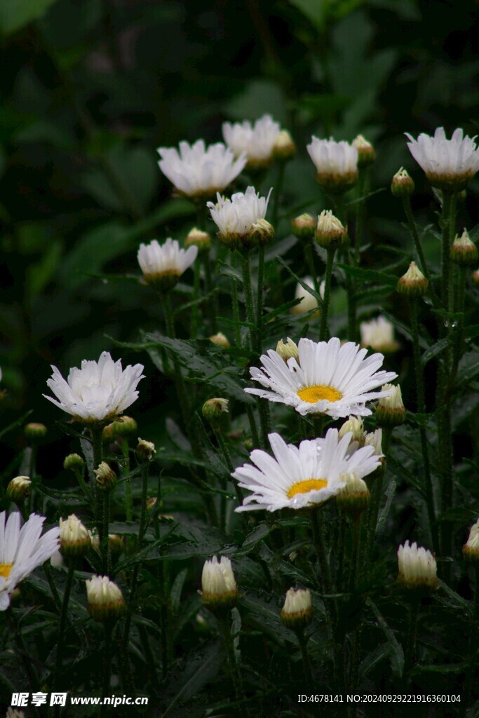 小雏菊图片