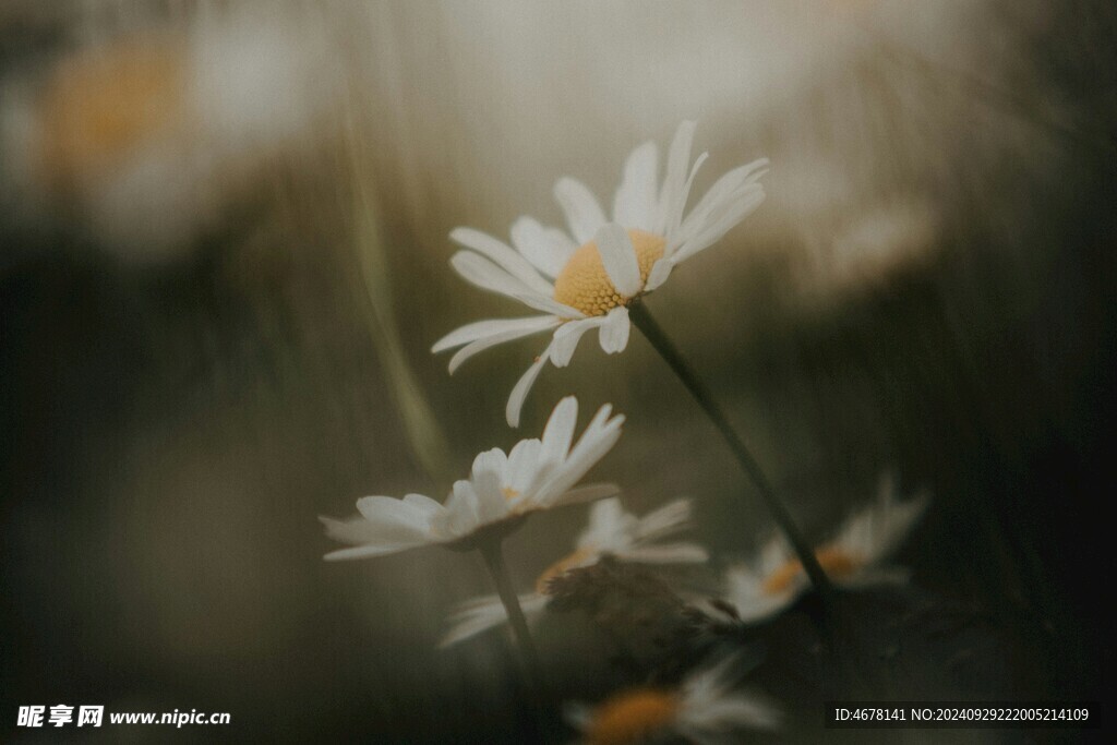 小雏菊图片