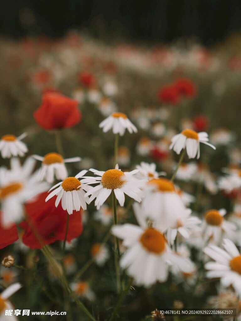 小雏菊图片