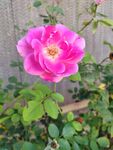 月季花
