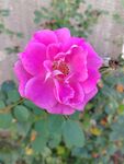 月季花