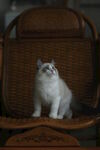 小猫 