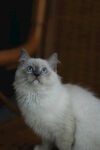 双色猫 