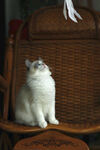 仙女猫 