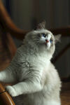  小猫