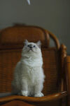 宠物猫 