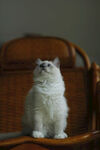 小猫 
