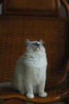  布偶猫