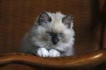 小猫 