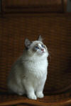 小猫 