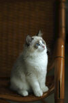仙女猫 