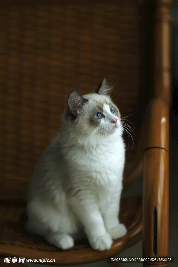 仙女猫 