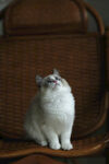 仙女猫 