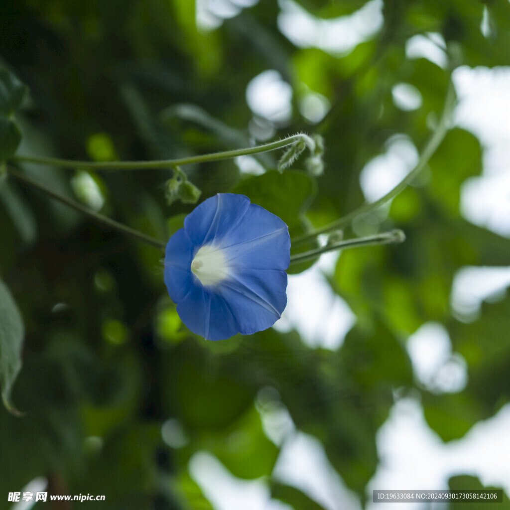 牵牛花