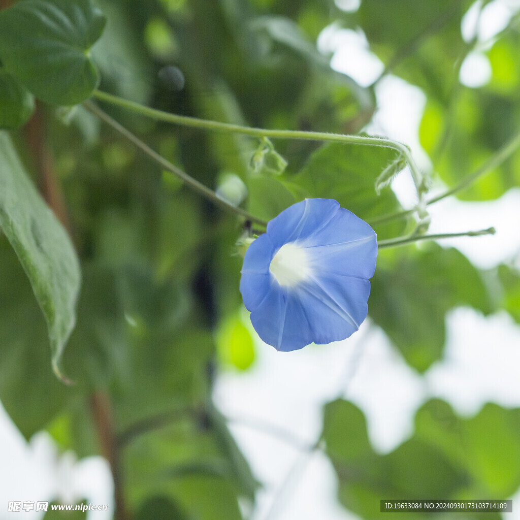 牵牛花