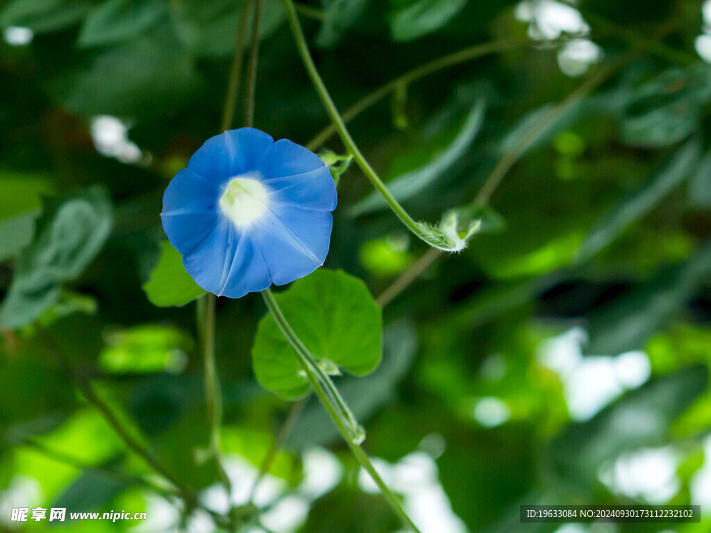 小小牵牛花