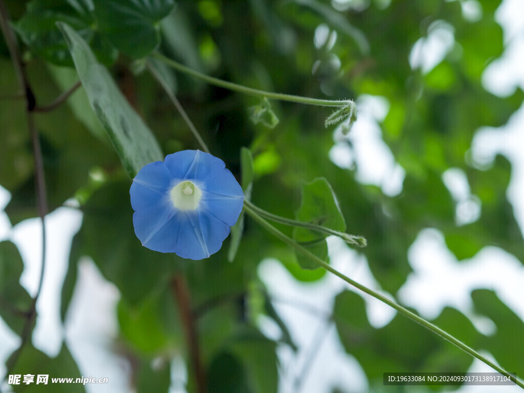 牵牛花