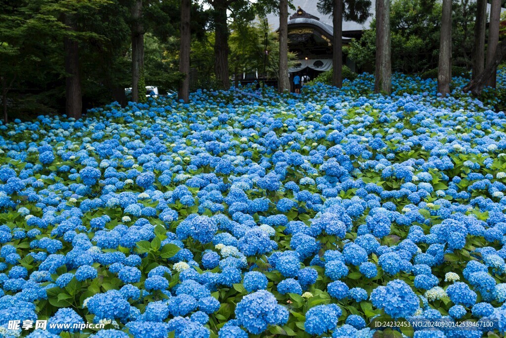 绣球花 