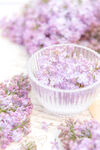 丁香花素材壁纸