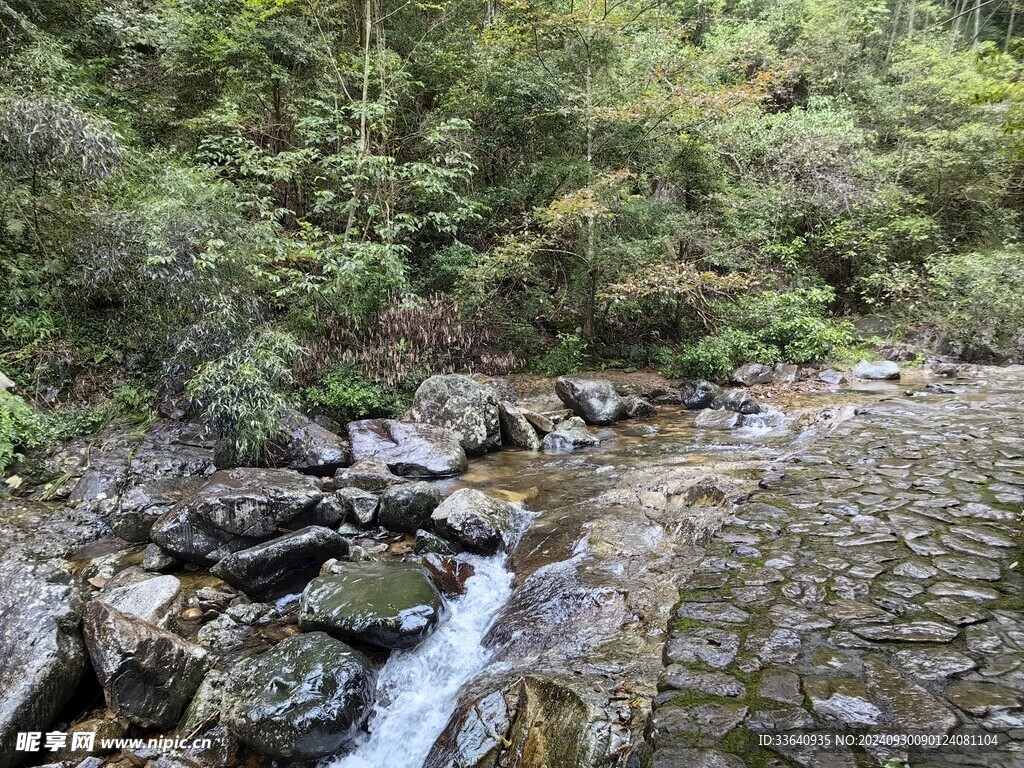 小溪森林