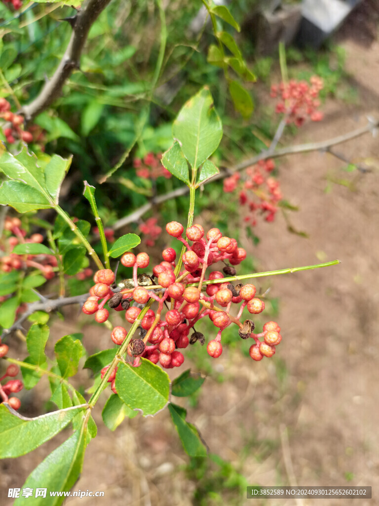 花椒特写