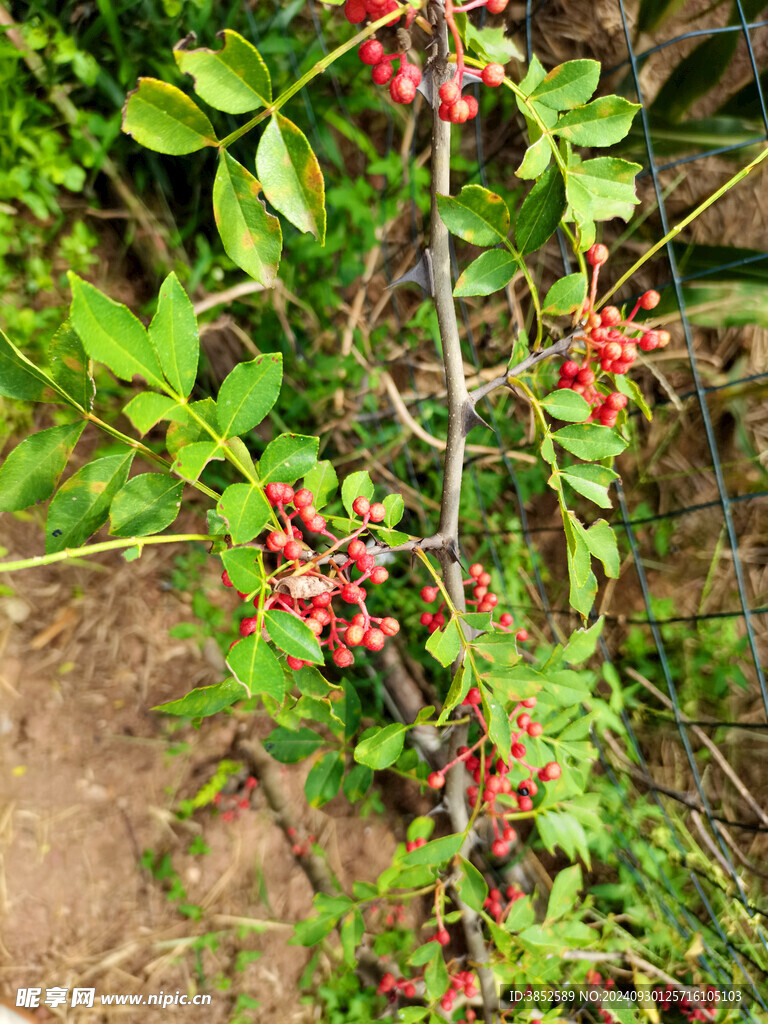 鲜花椒