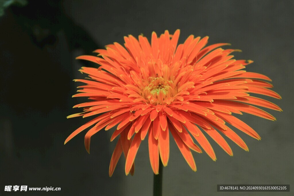 非洲菊鲜花