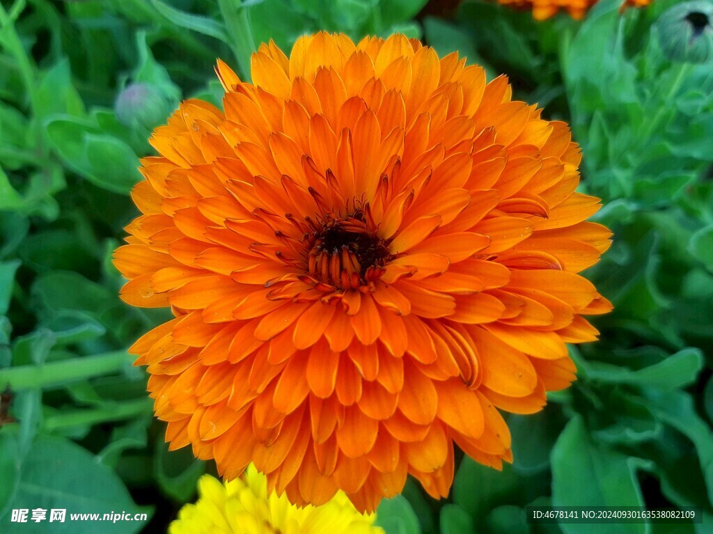 非洲菊鲜花