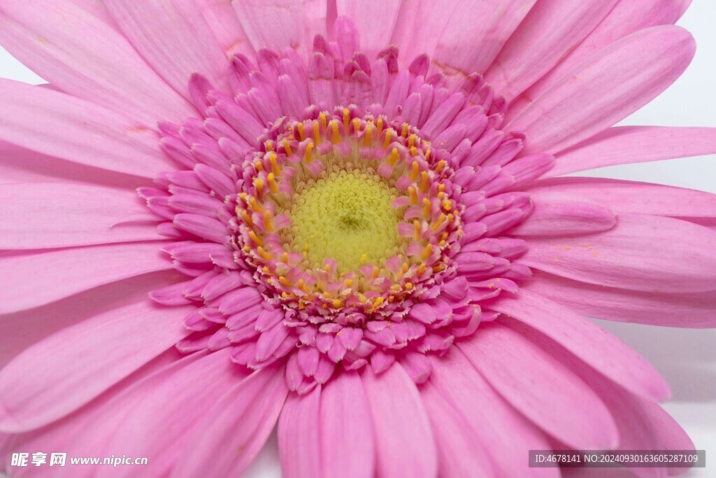 非洲菊鲜花