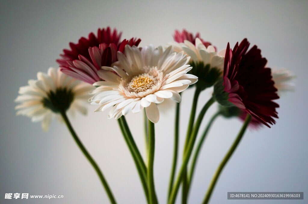 非洲菊鲜花