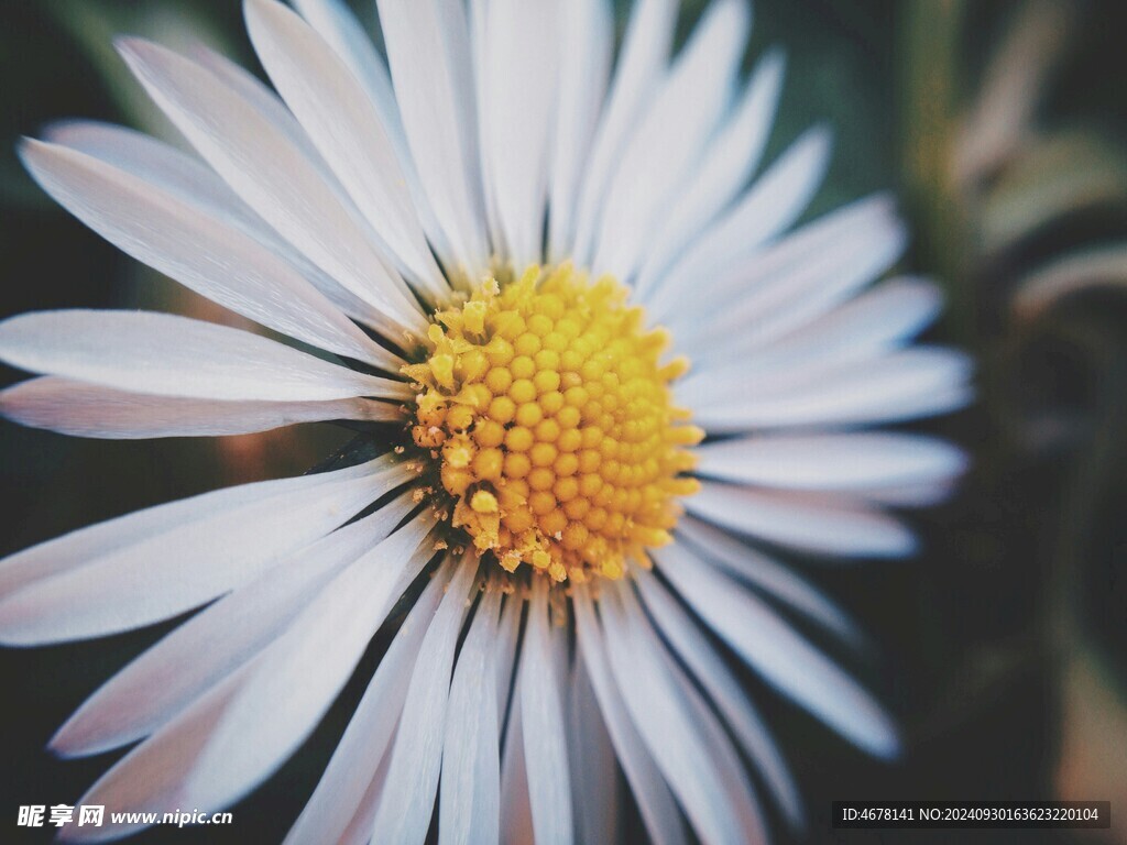 非洲菊鲜花