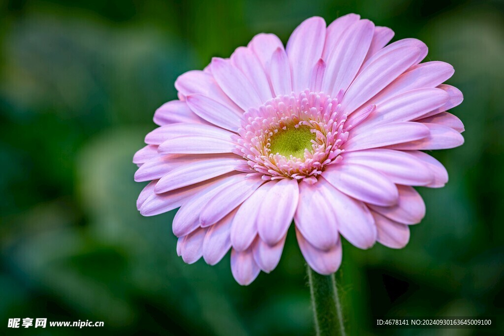 非洲菊鲜花