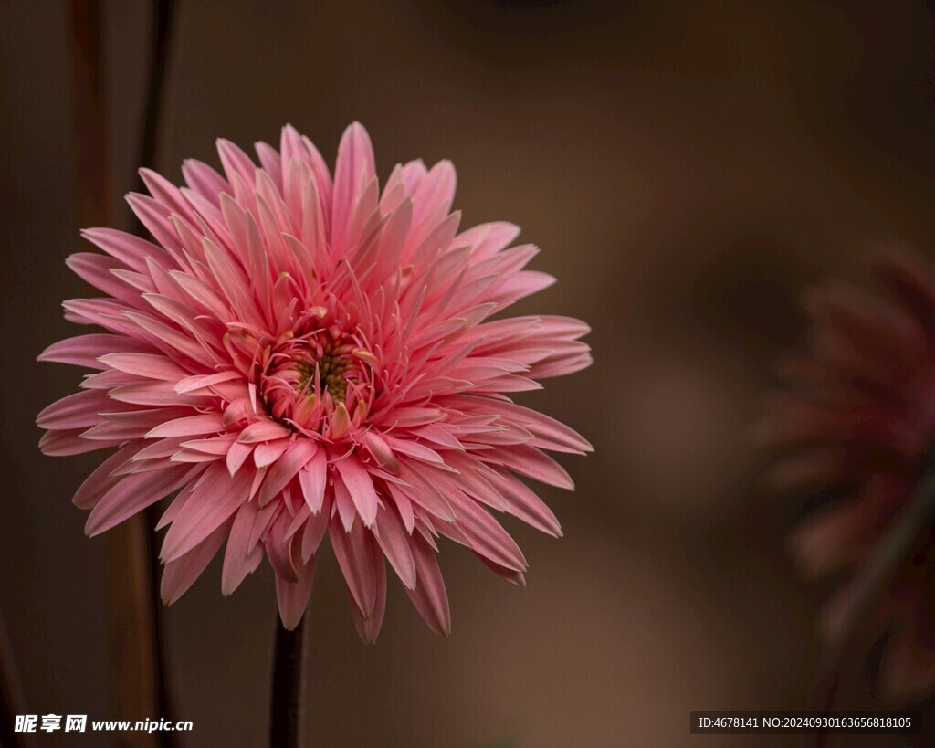 非洲菊鲜花