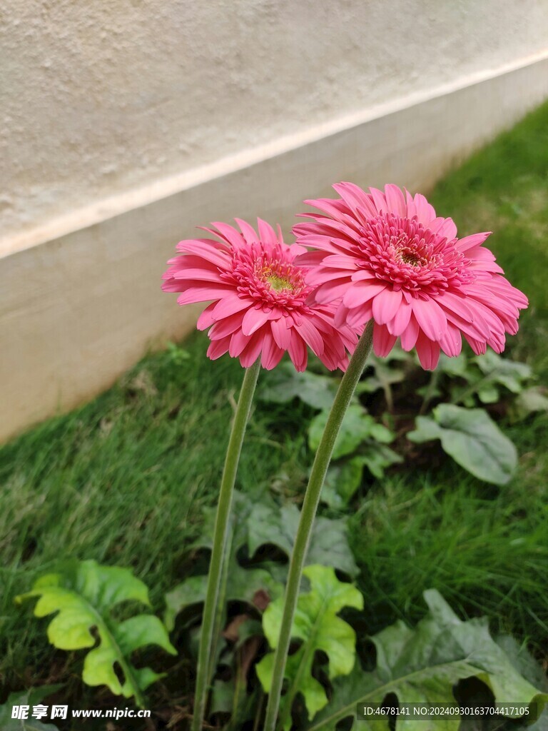 非洲菊鲜花