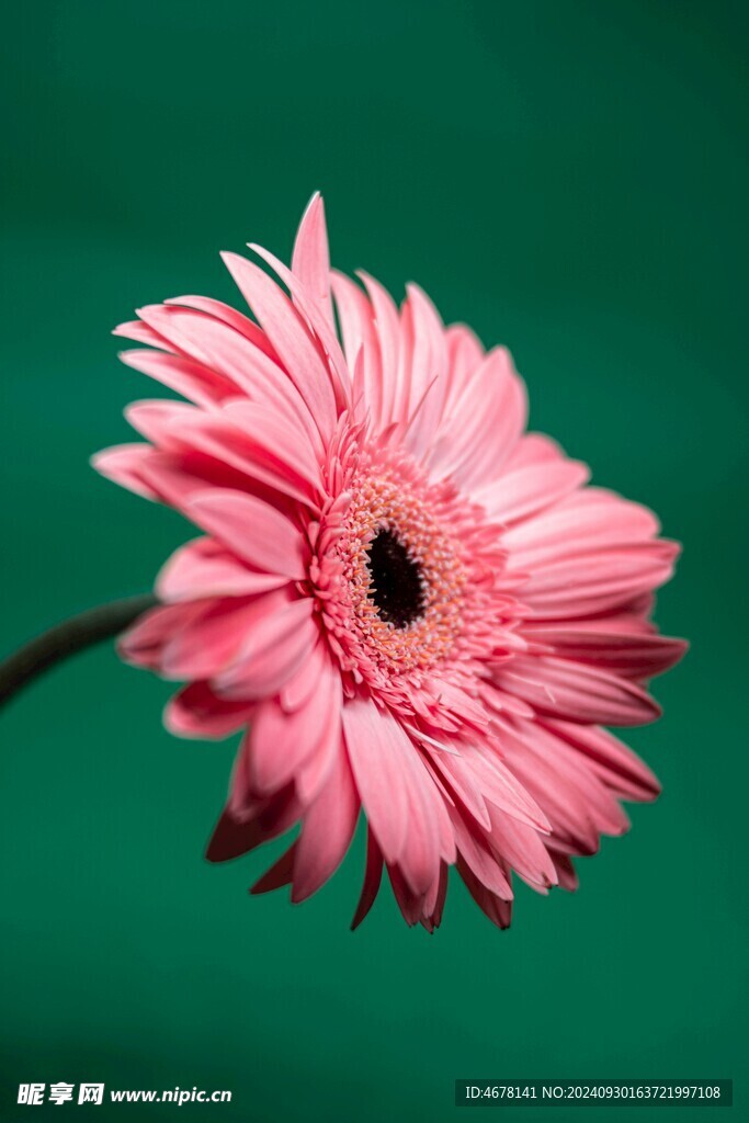 非洲菊鲜花