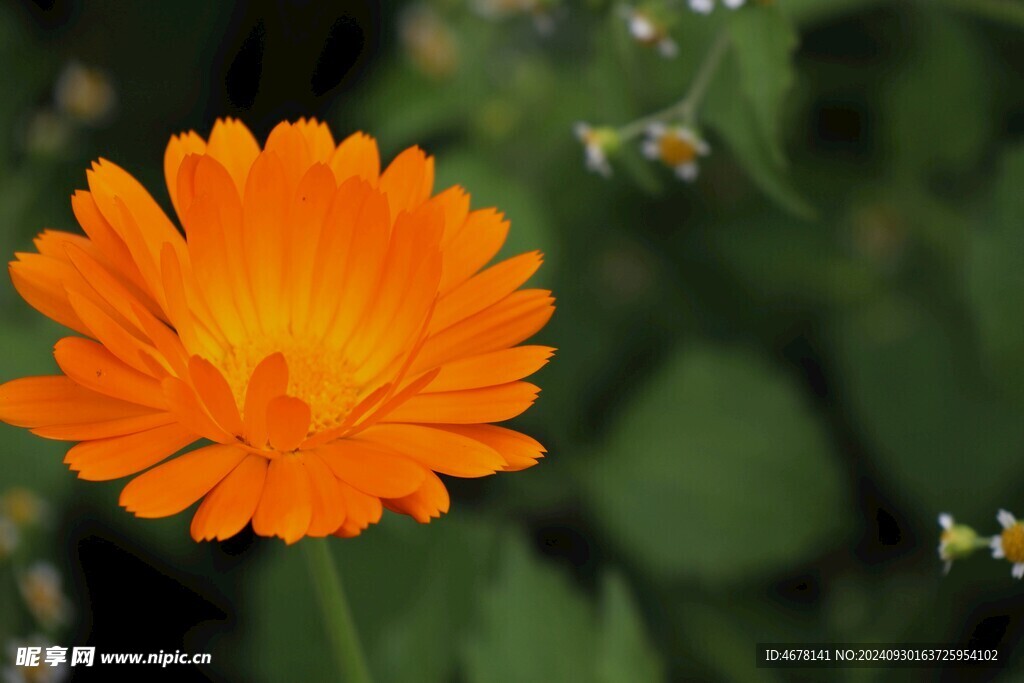 非洲菊鲜花