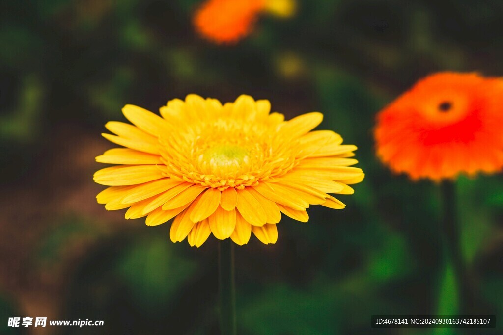 非洲菊鲜花