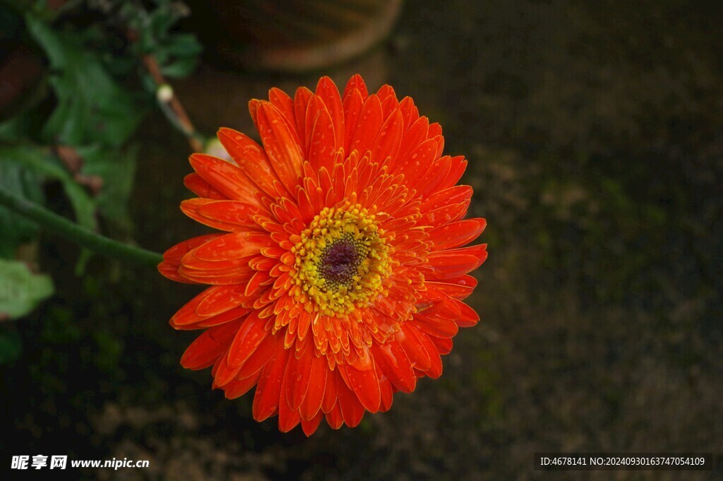 非洲菊鲜花