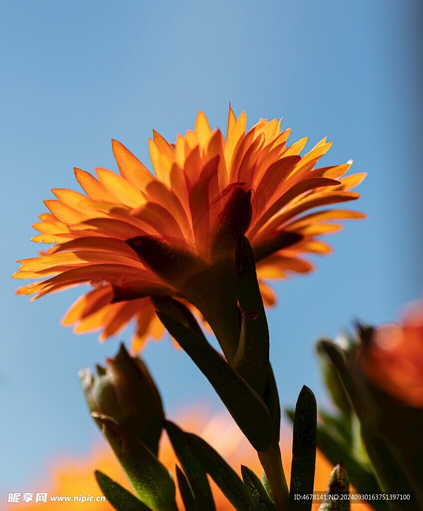 非洲菊鲜花